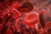 Vue au microscope des globules rouges