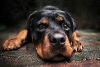 Un gros chien bicolore couché au sol