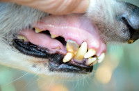 Un chien souffrant d'anémie avec des muqueuses blanches au niveau des gencives