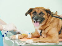 Un chien anémique recevant une perfusion