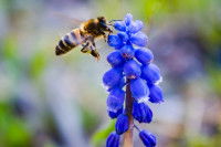 Une abeille en train de butiner une fleur bleue