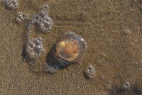 Une m&eacute;duse &eacute;chou&eacute;e sur une plage