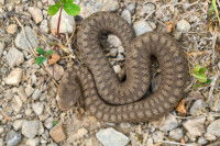 Une vip&egrave;re aspic sur un sol caillouteux