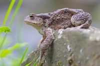 Un crapaud sur une pierre dans un jardin