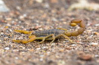 Un scorpion jaune sur un sol sableux