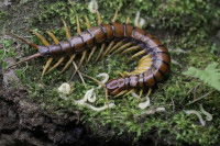 Une scolopendre avec ses petits sur un sol mousseux