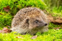 Un h&eacute;risson dans un jardin