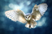 Une chouette en pleine chasse dans la nuit