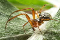 Une araign&eacute;e dans une toile