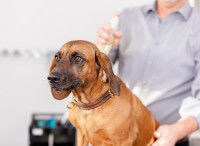 Un homme utilise un spray anti-puce sur un chien