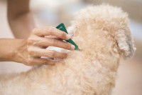 Une femme met une pipette anti-puce dans le cou de son Caniche