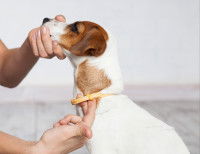 Un petit chien porte un collier antiparasitaire autour du cou