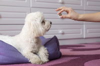 Un homme donne un comprimé à un petit chien blanc