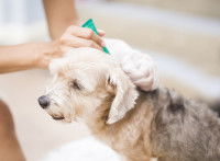 Un petit chien reçoit une pipette anti-puce