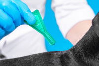 Un vétérinaire applique une pipette à un chien
