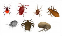 Dessins de plusieurs parasites du chien