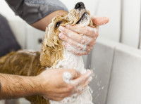 Un homme donne un bain à son chien