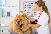 Une femme vétérinaire applique une pipette antipuce à un Chow Chow