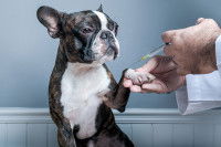 Un vétérinaire fait une piqûre à un Boston Terrier