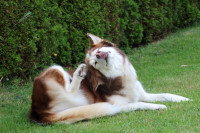 Un chien husky se gratte la tête dans un jardin