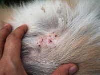 Un chien avec la peau rouge et des croûtes