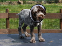 Un petit chien avec une collerette dans un parc