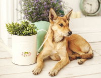 Un chien assis à côté d'une plante en pot