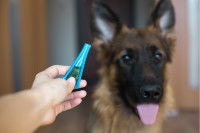 Un homme utilise une pipette antiparasitaire pour son chien
