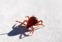 Un aoûtat marchant sur le sol