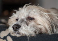 Un chien fatigué est allongé sur un lit