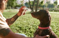 Un homme vaporise un spray sur le museau de son chien