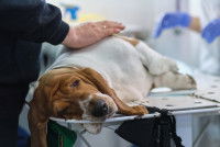 Un homme avec son chien malade chez le vétérinaire