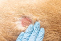 Un chien souffrant d'une maladie de peau
