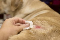 Une femme nettoie une blessure sur son chien
