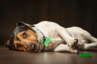 Un chien fatigué allongé sur le sol