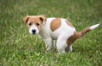 Un chiot constipé dans le jardin