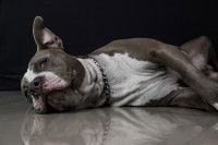 Un chien affaibli allongé sur le sol