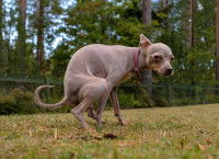 Un Russkiy Toy essaye de faire caca dans l'herbe