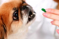 Un maître donne une gélule d'argile à son chien