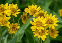 Vue proche de fleurs d'arnica des montagnes