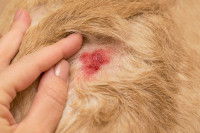 Un chien avec une petite blessure sur la peau
