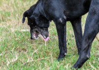 Un chien noir vomit dans l'herbe