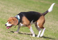 Un beagle a du mal à marcher à cause de courbatures