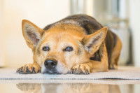 Un chien âgé souffrant d'arthrite