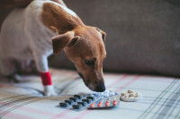 Chien reniflant des plaquettes de médicaments