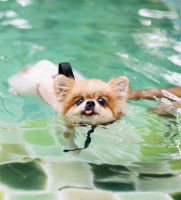 Petit chien nageant dans une piscine