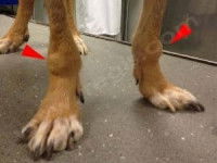Pattes d'un chien atteint par de l'arthrite