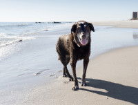 Chien trempé pris de face à la plage