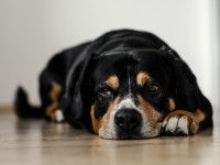 Un chien malade couché sur le sol