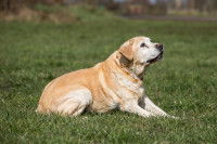 Un vieux Labrador allongé dans un jardin
